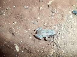 Image of Johnstone's Robber Frog