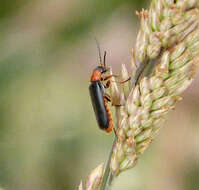 Image of Cantharis