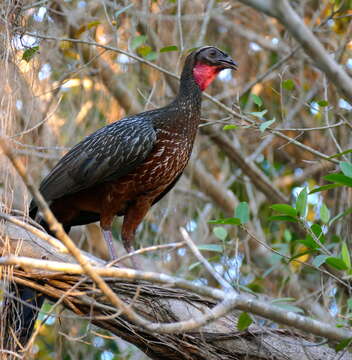 Image of Chestnut-bellied Guan