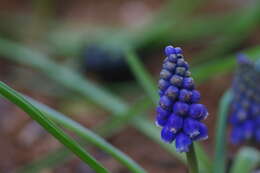 Image of starch grape hyacinth