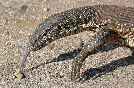 Imagem de Varanus niloticus (Linnaeus 1766)