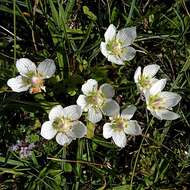 Слика од Parnassia palustris L.