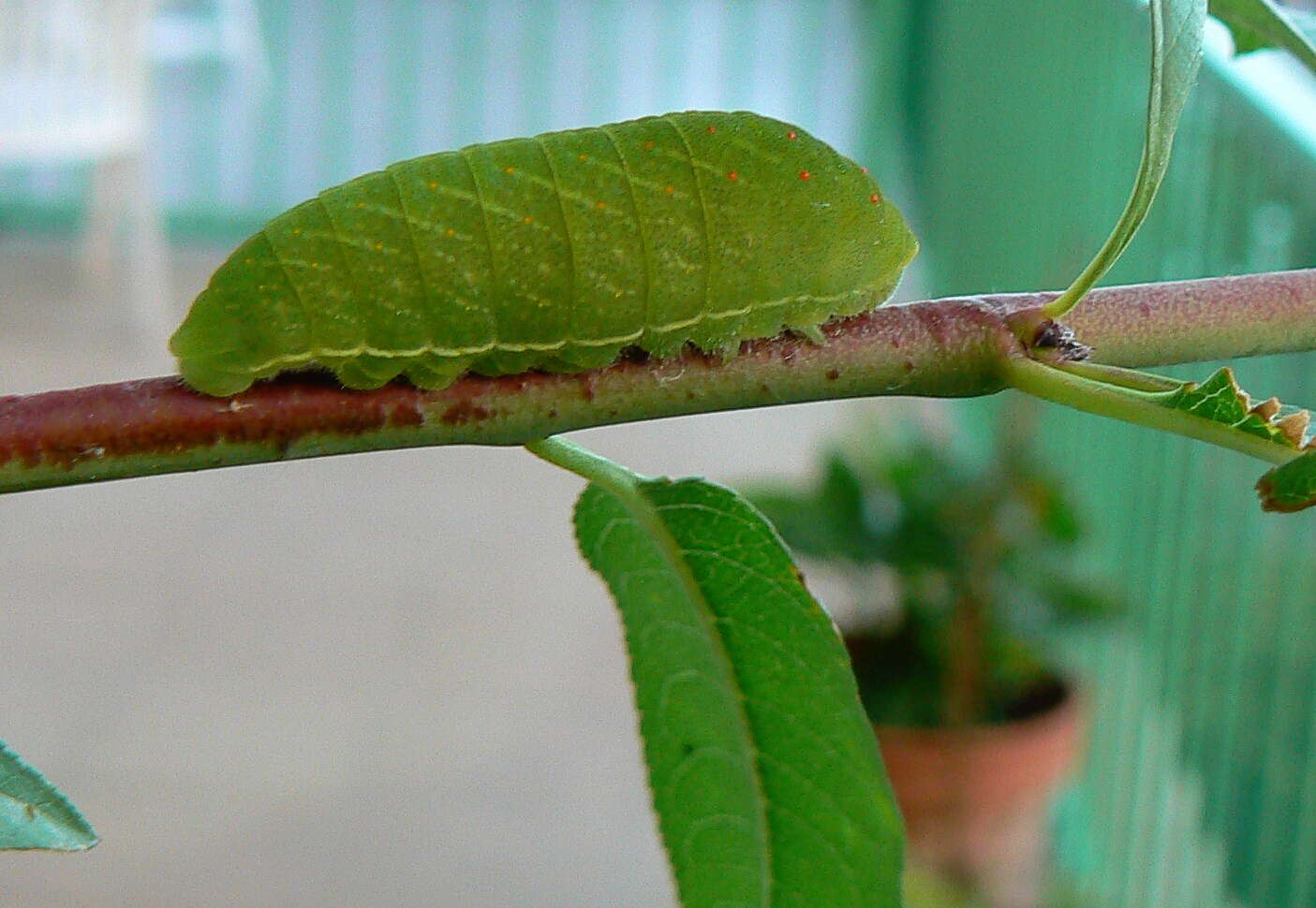 Image of Iphiclides