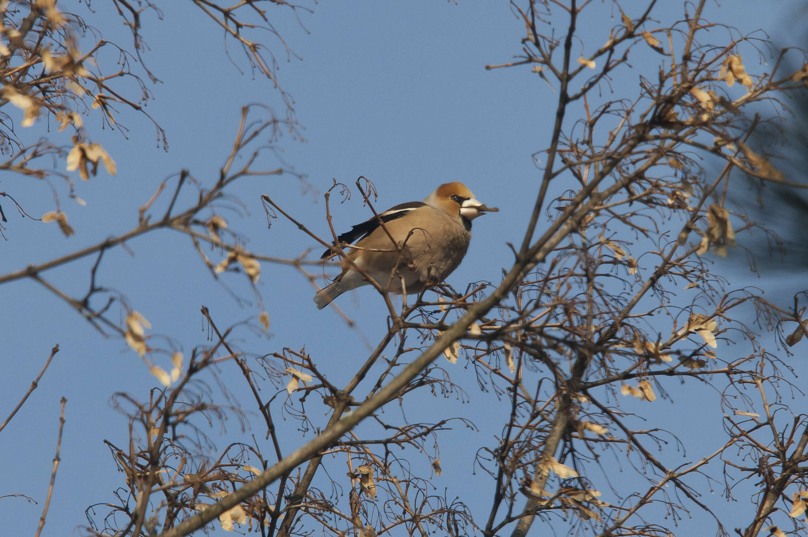 Image of Coccothraustes Brisson 1760