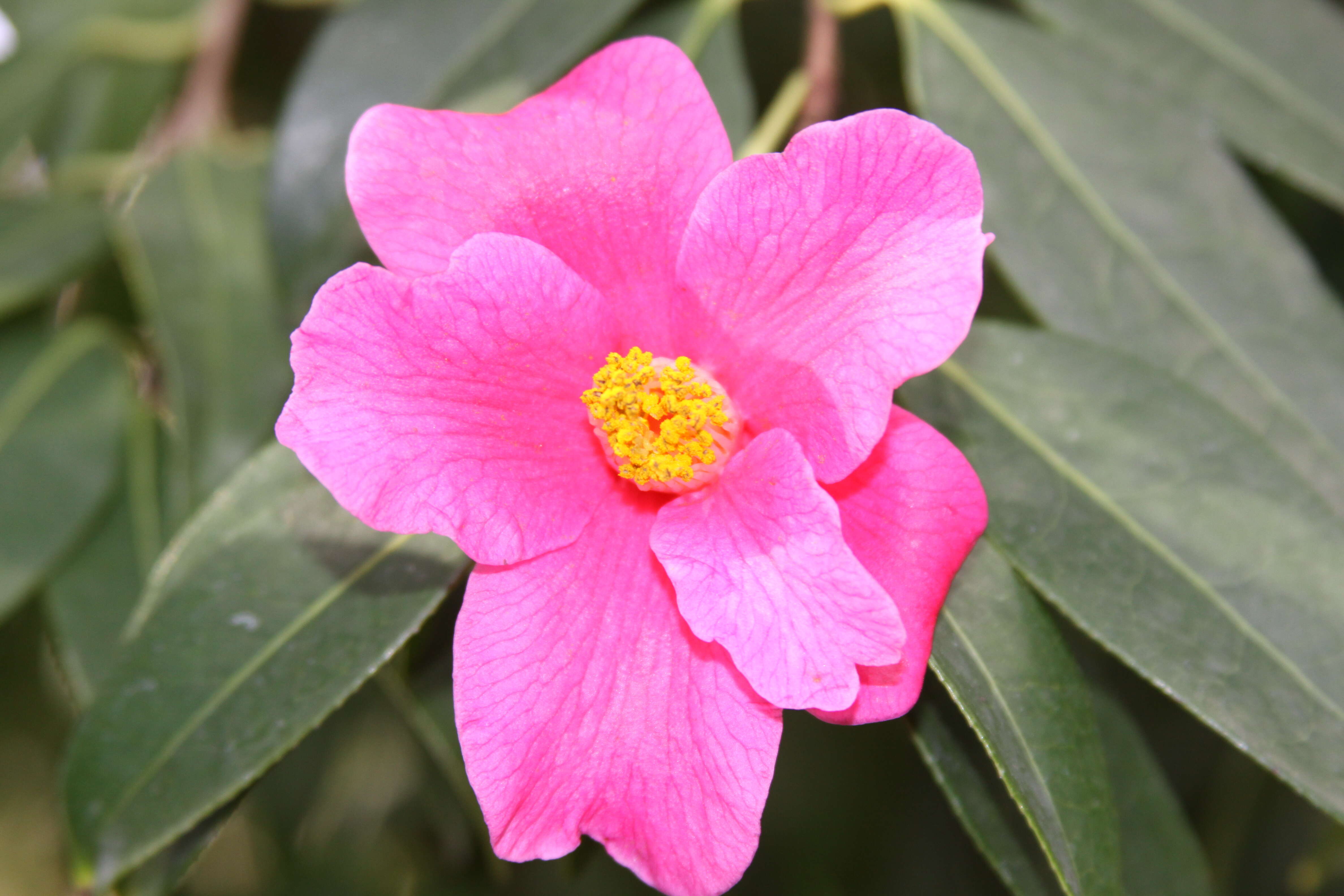 Camellia pitardii Cohen-Stuart resmi