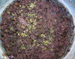 صورة Drosera anglica Huds.