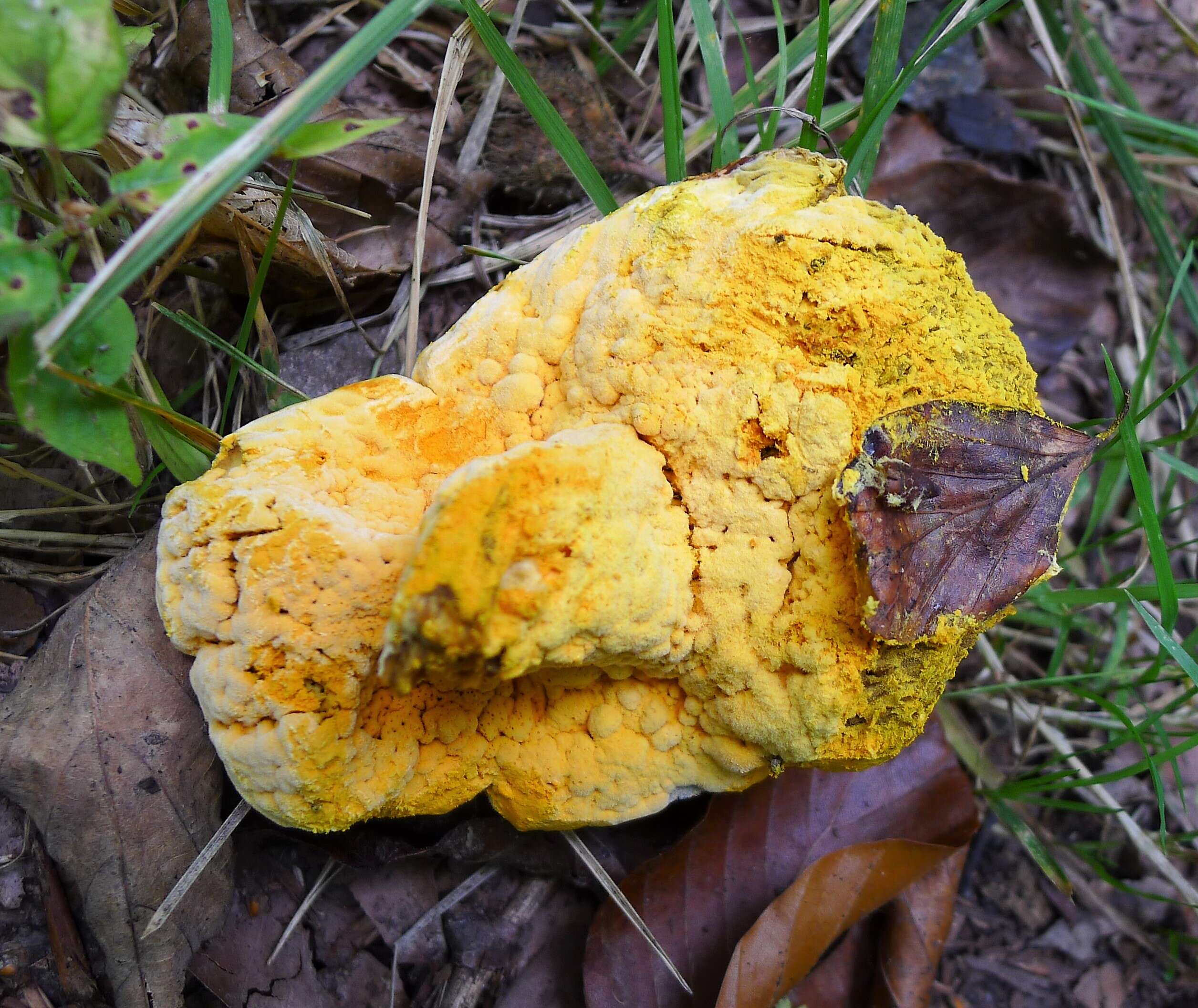 Image of Hypomyces