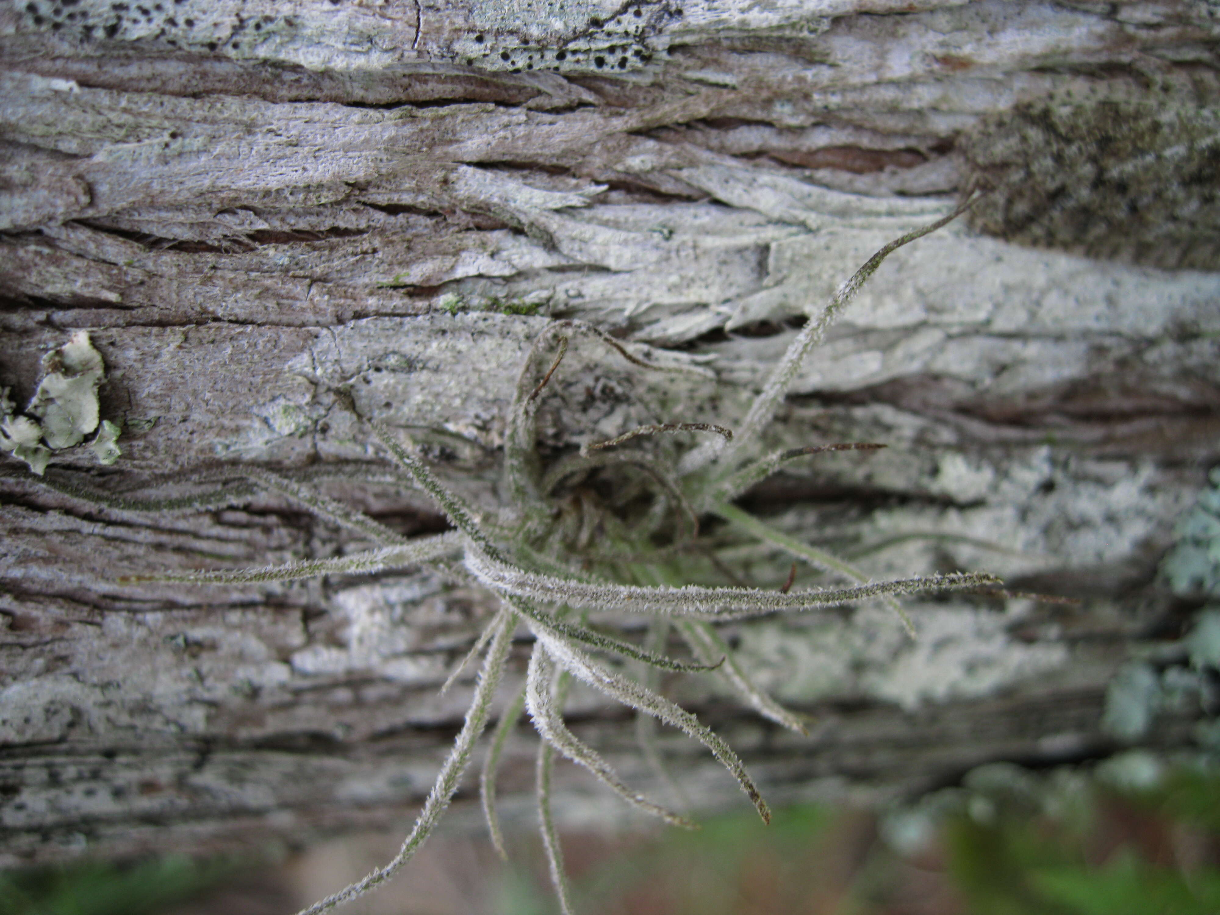 Image of ball moss
