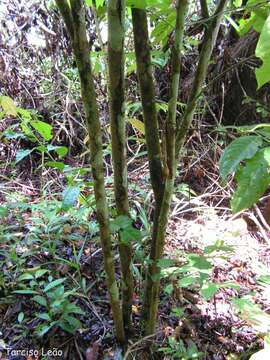 Image of Siparuna guianensis Aubl.