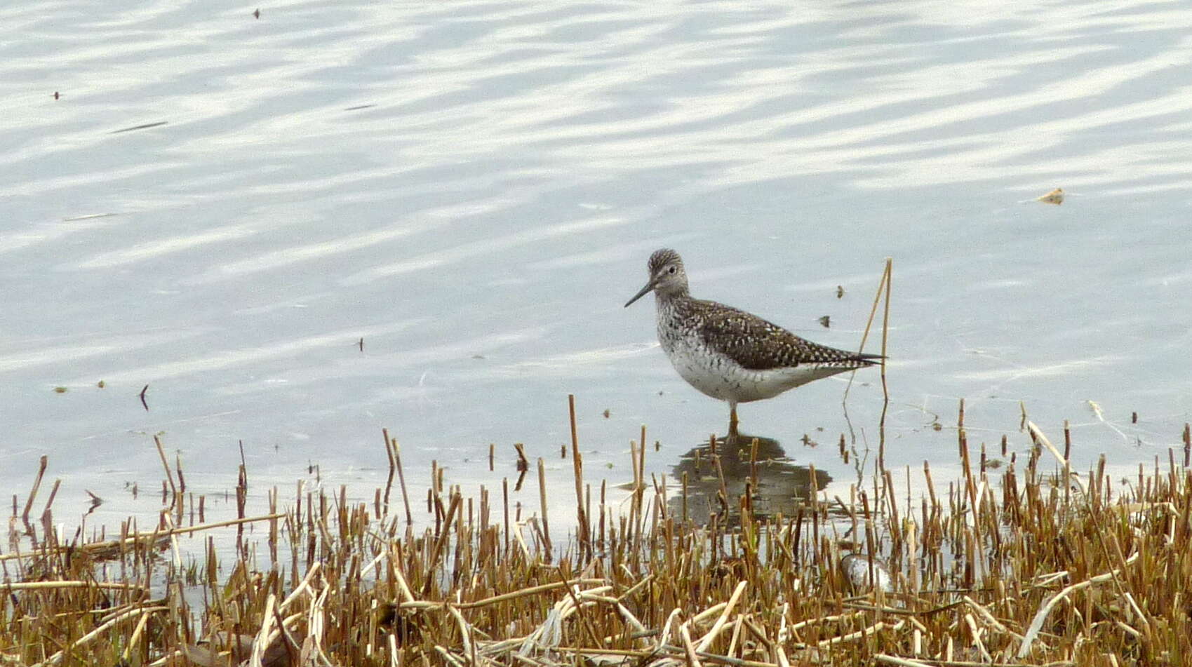 Image of Tringa Linnaeus 1758