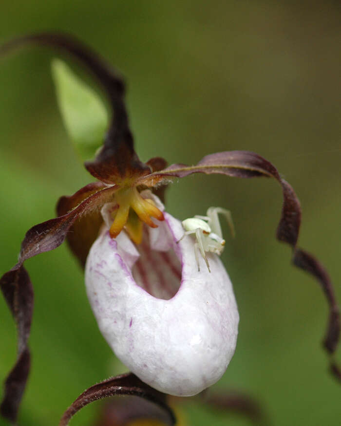 Imagem de Cypripedium montanum Douglas ex Lindl.