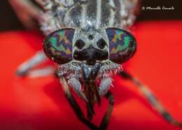 Image of common horse fly