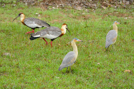 Image of Buff-necked Ibis