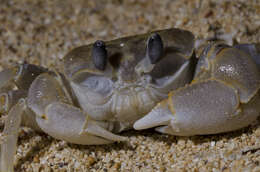 Image of smooth-eyed ghost crab