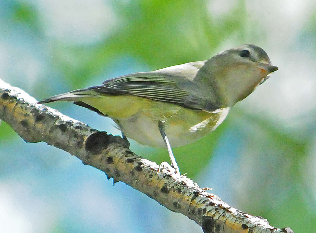 Image of Vireo Vieillot 1808