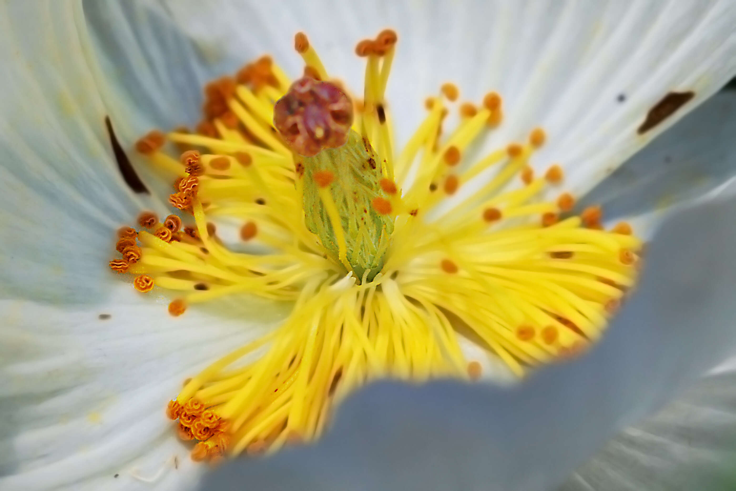 Image of bluestem pricklypoppy