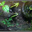 Image of Kokoe Poison Frog