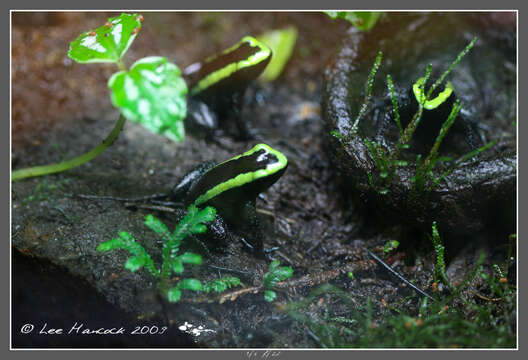 Image of Poison Dart Frogs