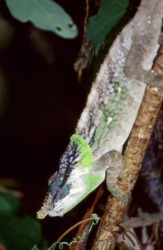 Image of Yellow-green Chameleon