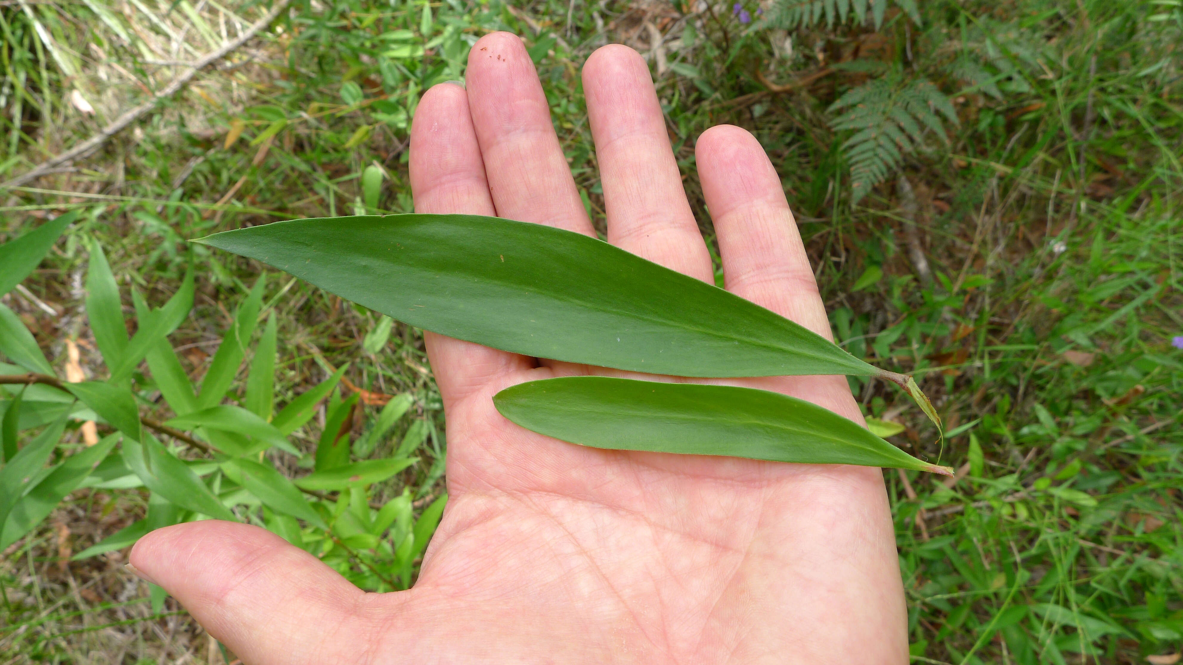 Plancia ëd Persoonia adenantha Domin