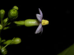 Image de Rustia occidentalis (Benth.) Hemsl.