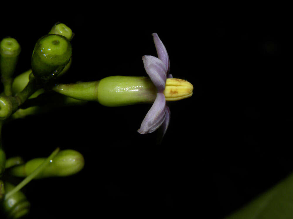 Image de Rustia occidentalis (Benth.) Hemsl.