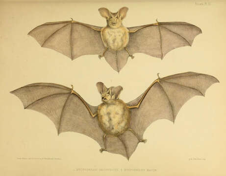 Image of Nyctophilus Leach 1821