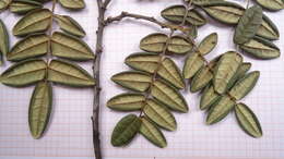 Andira legalis (Vell.) Toledo的圖片