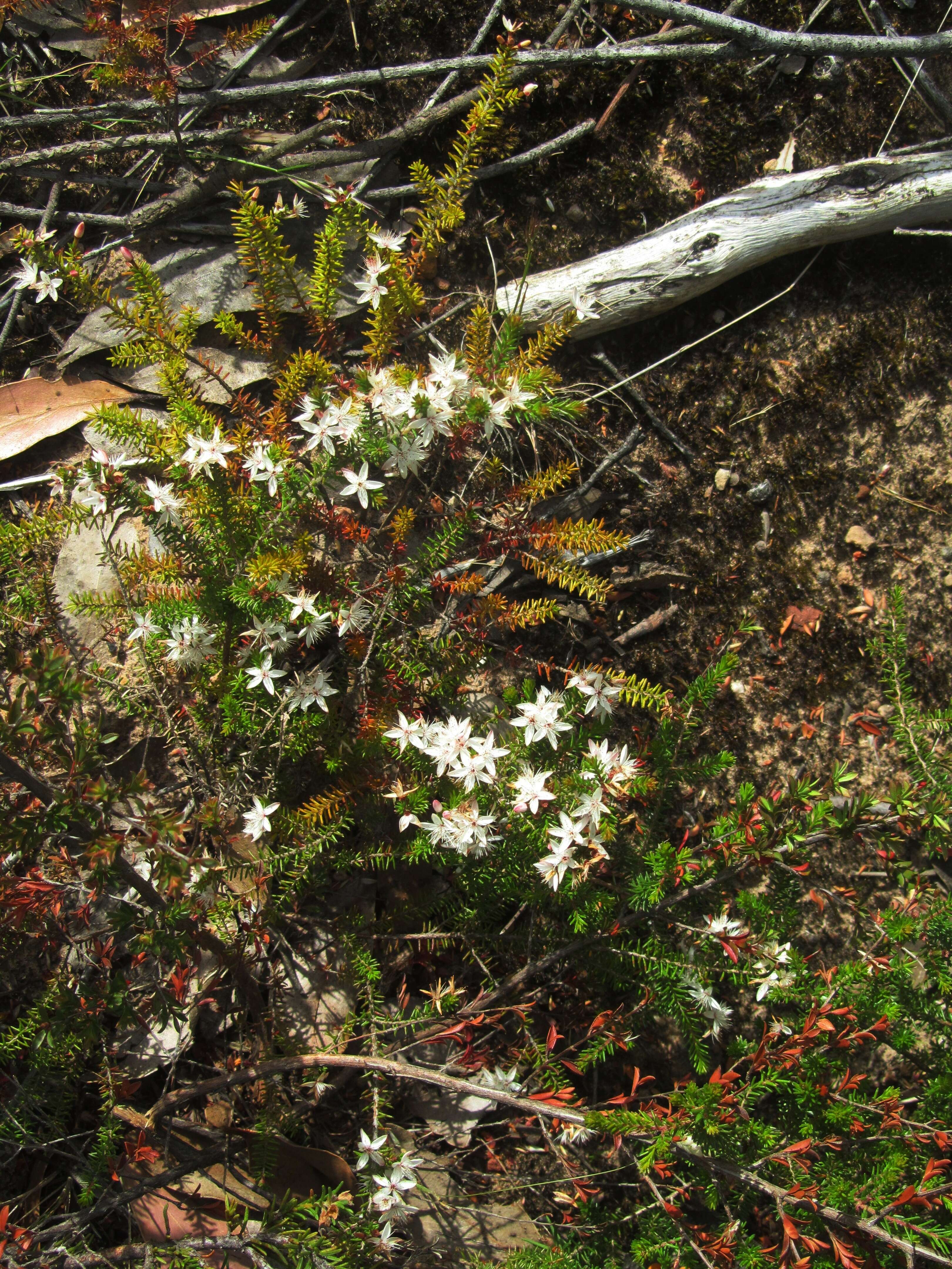 Image of Calytrix