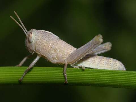 Image of egyptian grasshopper, tree locust