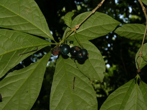 صورة Aegiphila costaricensis Moldenke