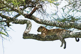 Image of Leopard