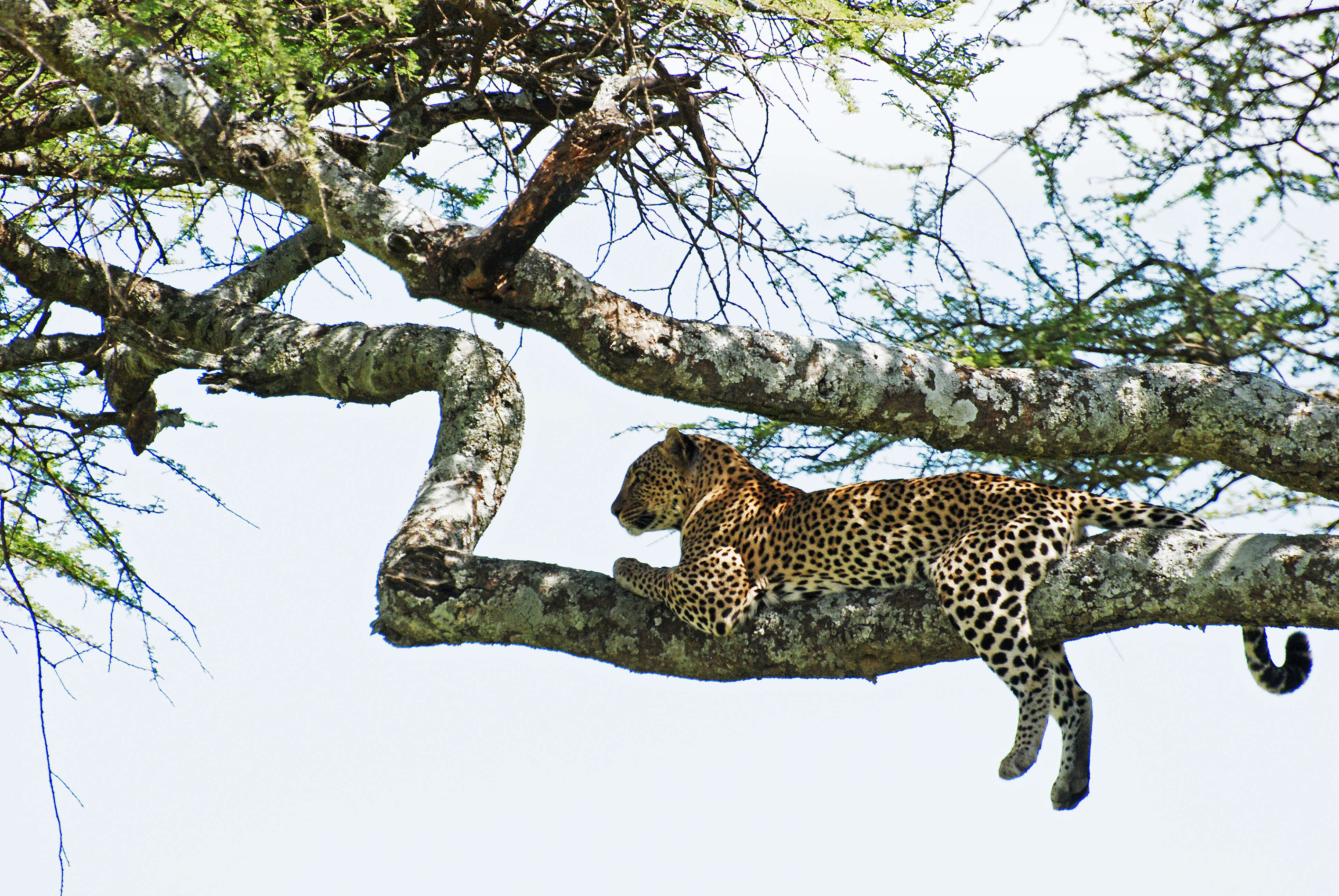 Image of Leopard