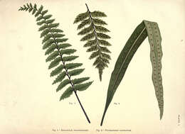 Image de Asplenium trapeziforme Wall.