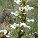 Image of Mauve leek orchid