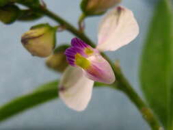 Image of Asemeia ovata (Poir.) J. F. B. Pastore & J. R. Abbott