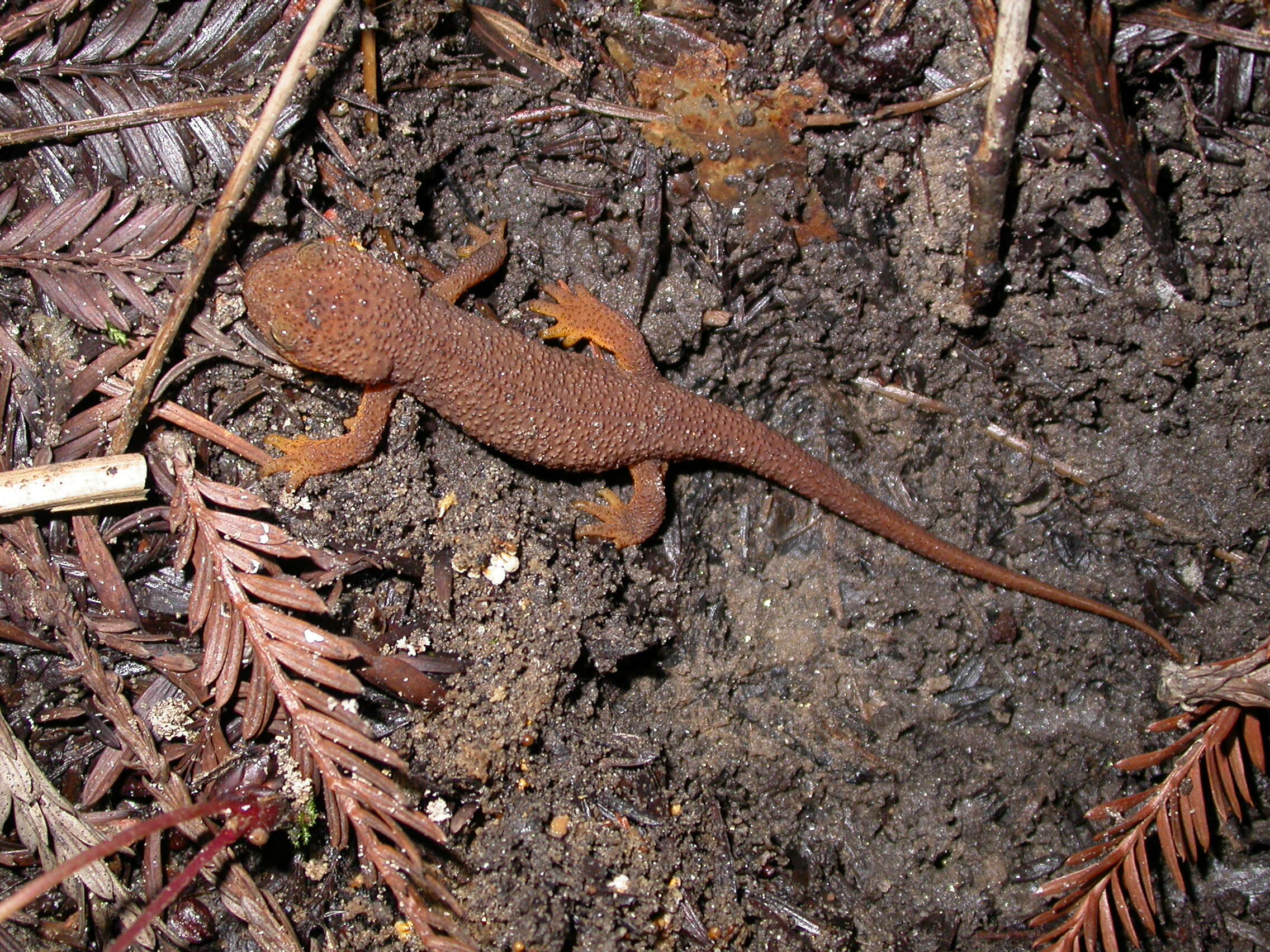 Image of Western North American newts