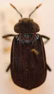 Necrodes littoralis (Linnaeus 1758) resmi