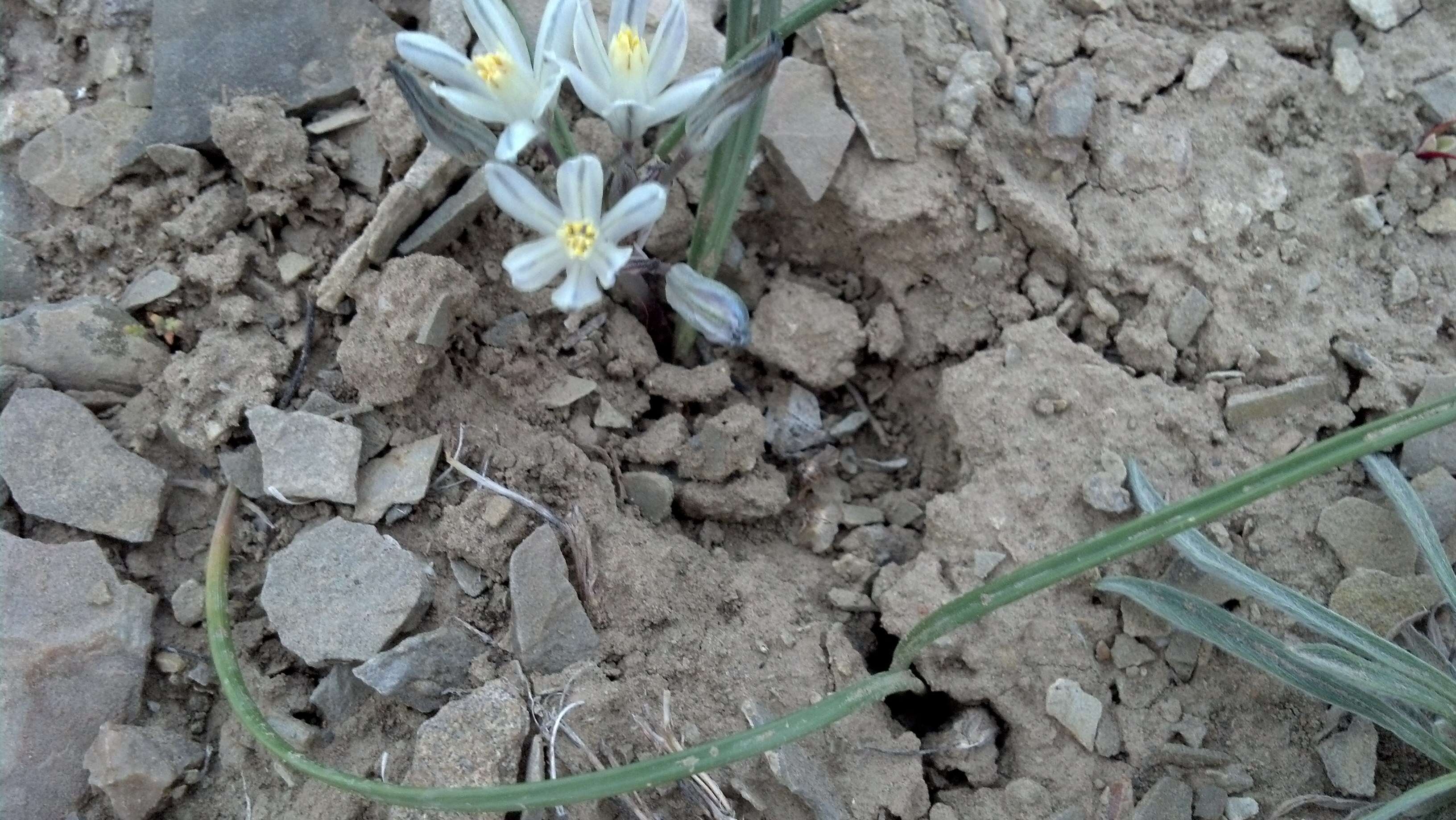 Image of funnel lily