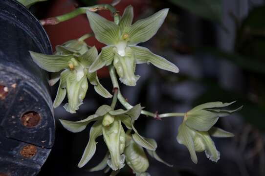 Image of Clowesia russelliana (Hook.) Dodson