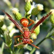 Image of Polistes bellicosus Cresson 1872