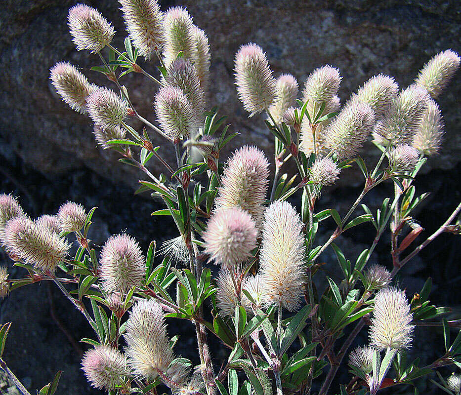 Image of Narrow Clover