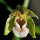 Image of Mueller's Epipactis