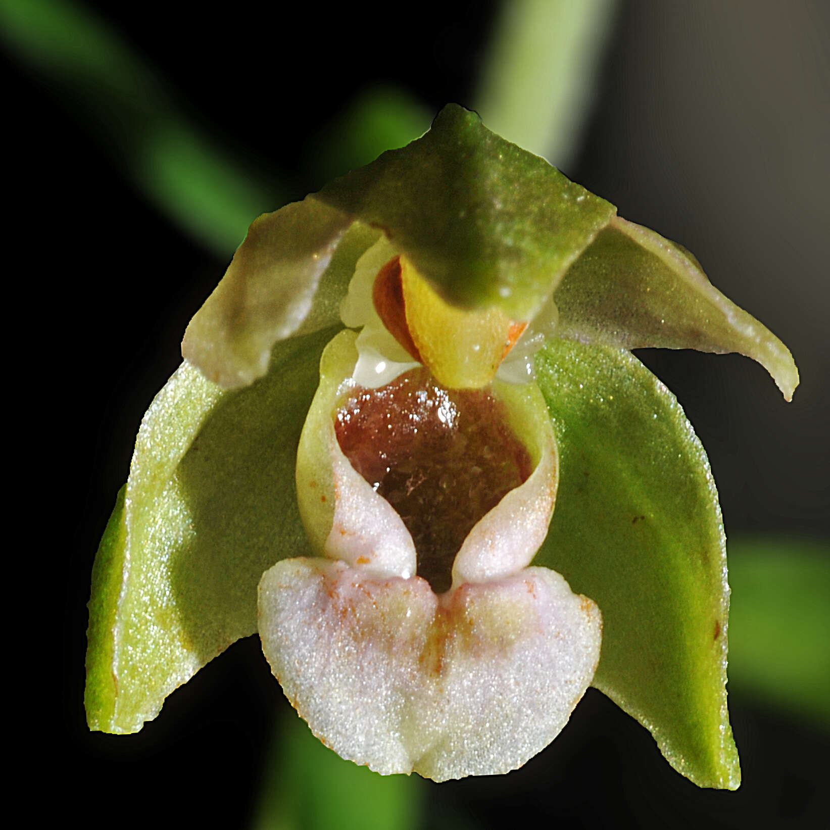 Image of Helleborine