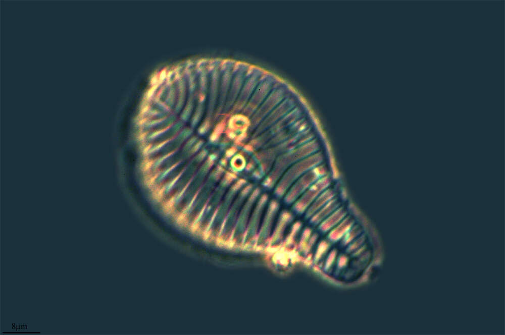 Image of Bacillariophyceae