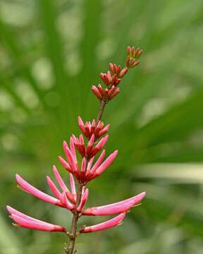 Plancia ëd Erythrina herbacea L.