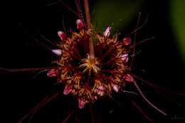 Imagem de Bulbophyllum gracillimum (Rolfe) Rolfe