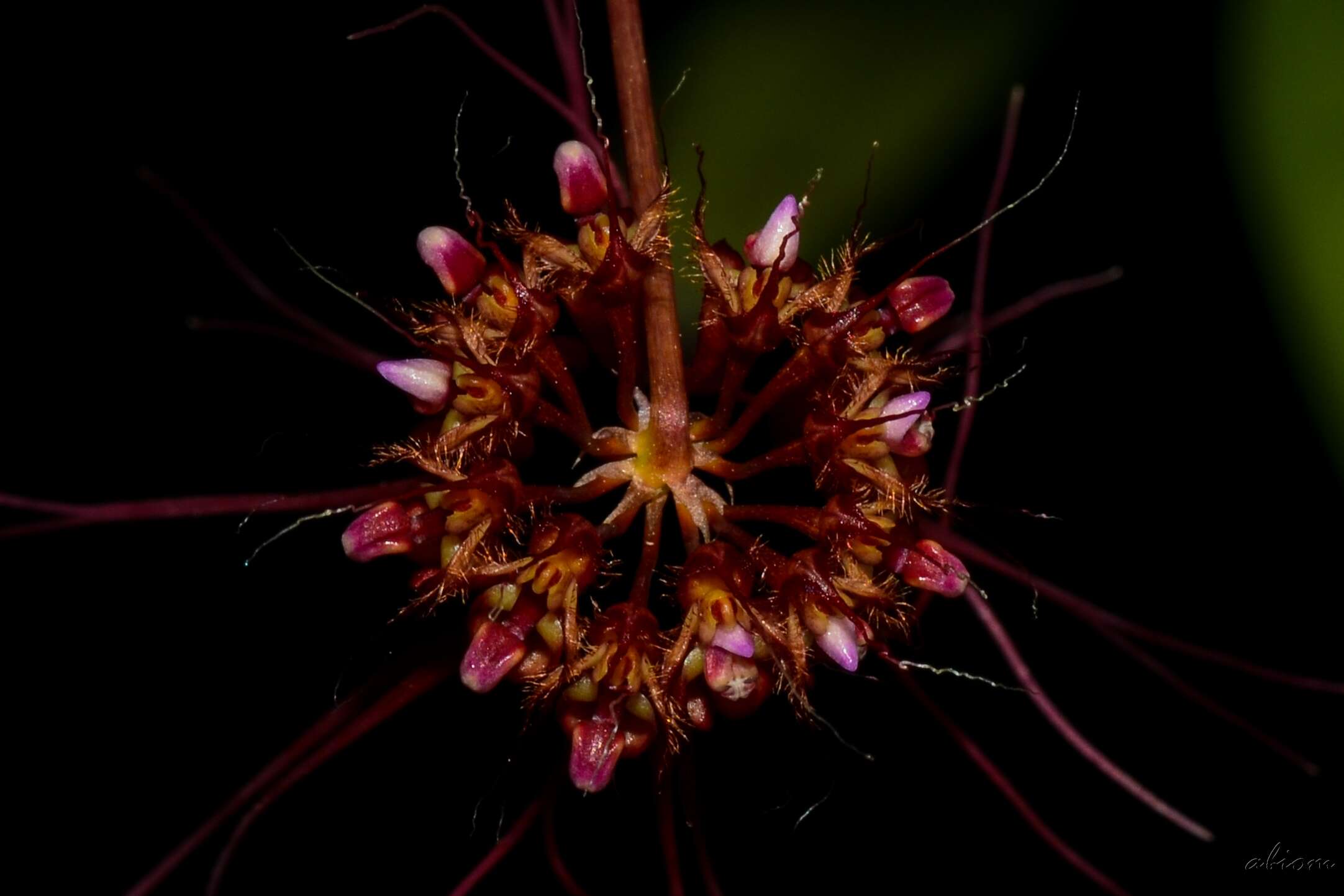 Imagem de Bulbophyllum gracillimum (Rolfe) Rolfe