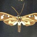 Image de Histioea meldolae Butler 1876