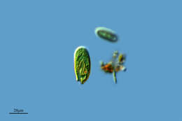 Image of Cryptomonadaceae